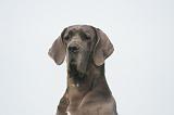 DOGUE ALLEMAND 440